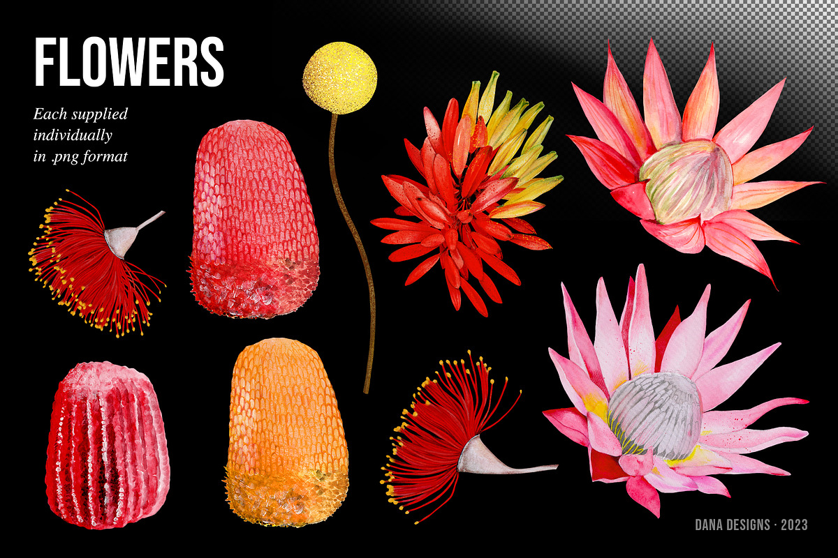 AUSTRALIA FAIR Elements, a Decorative Illustration by Dana Designs (Photo 2 of 14)