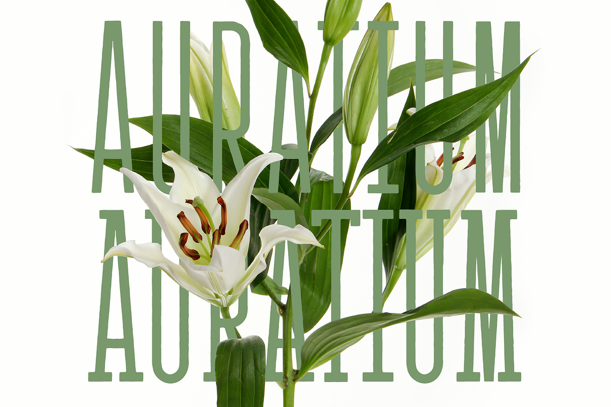 AURATIUM Regular & Slab Typeface, a Slab Serif Font by Alex-Banks Type (Photo 1 of 13)
