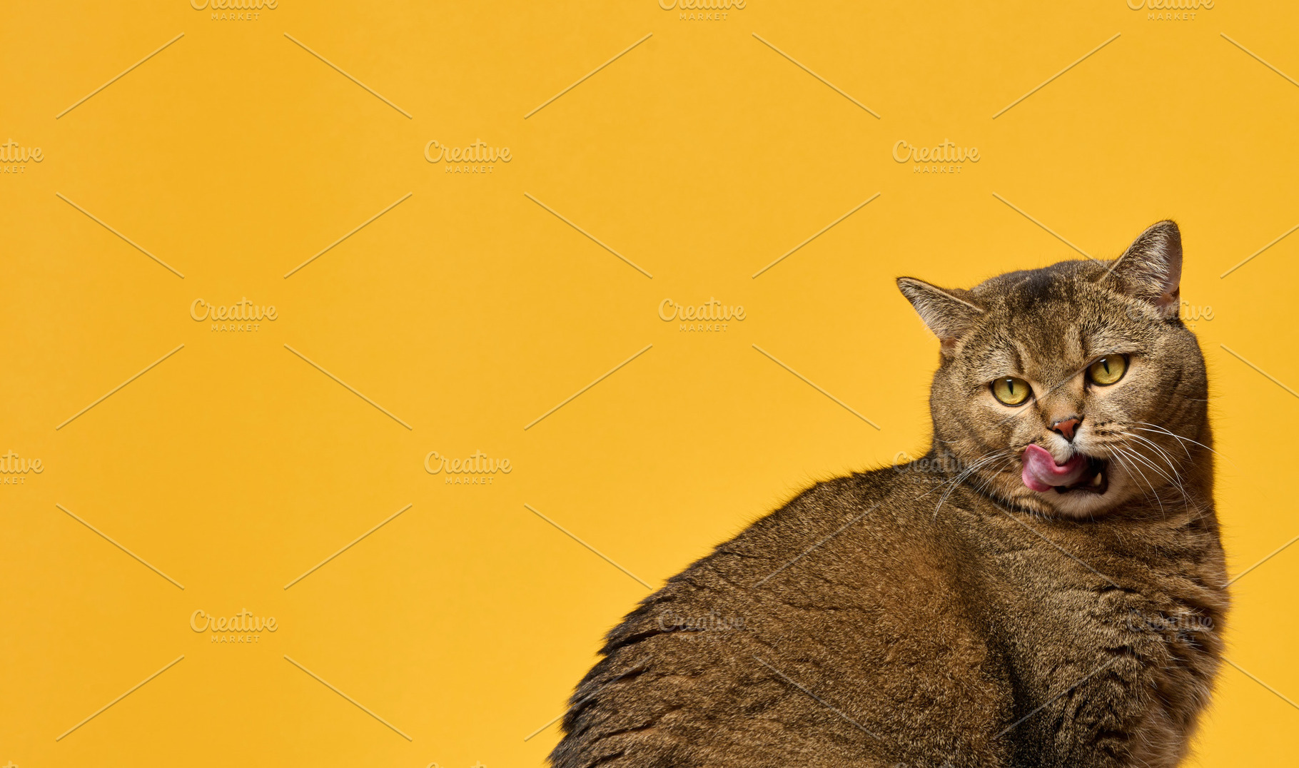 Cat with brown fur licks its lips against a  yellow background., an Animal Photo by ndanko