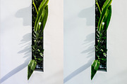 Fuji Pro 160NS — Lightroom, a Preset Add-On by colorituals (Thumbnail 8 of 8)