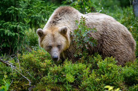 Wild Brown Bear in the summer forest. Animal in natural habitat., an Animal Photo by Byrdyak