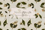 Pattern Mock Orange Blooms, a Pattern Graphic by MouseGrey (Thumbnail 1 of 6)