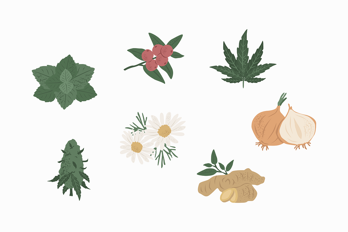 Medicinal Plants Illustration, an Object Graphic by Jump Studio (Photo 4 of 4)