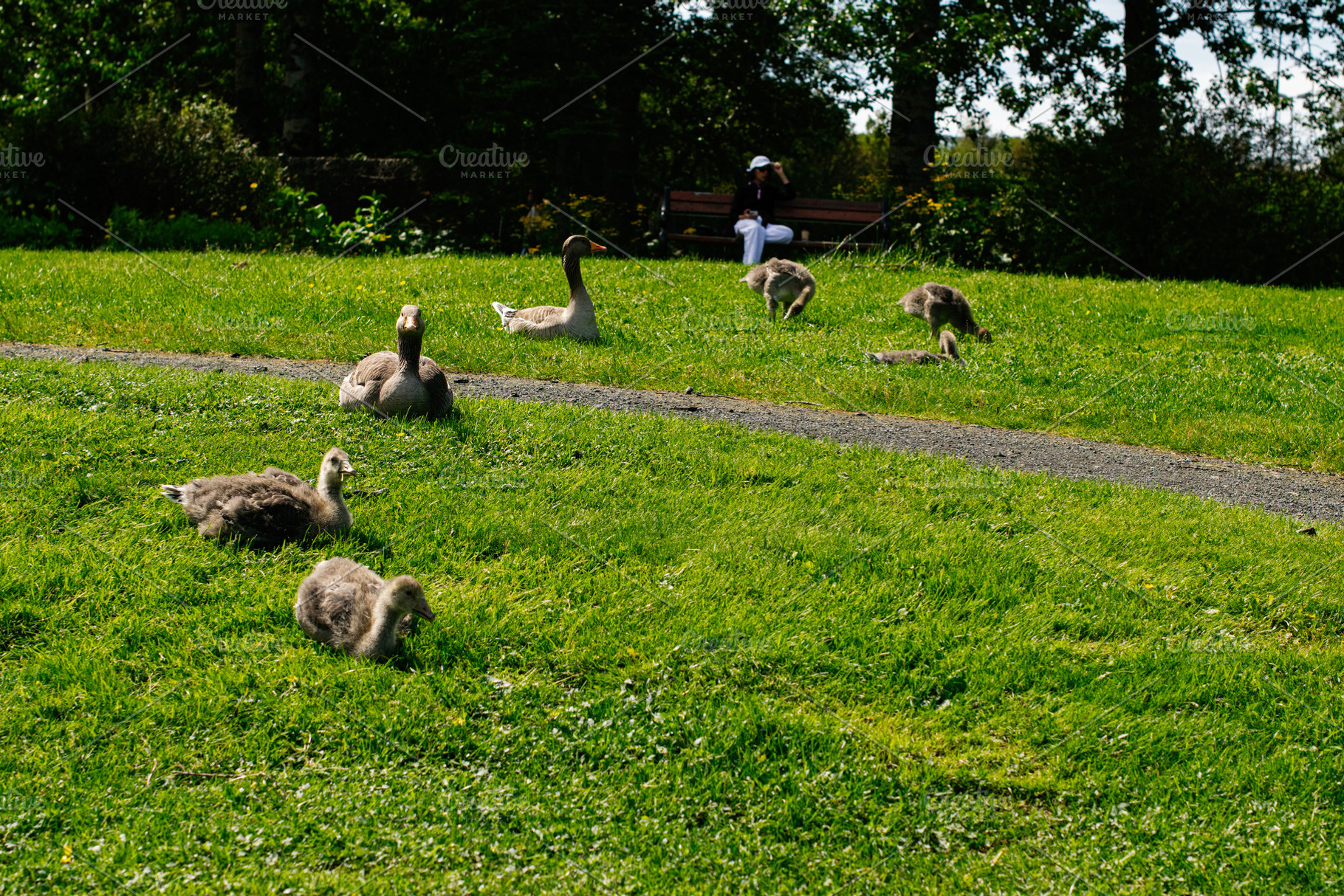 Geese and Goslings Grazing in Sunny Reykjavik Park with Lush Green Background, a Photo by AS photostudio