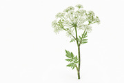 10 poisonous botanical plants, a Healthcare Illustration by StockVerse Creative (Thumbnail 10 of 12)