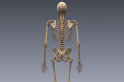 Human skeleton rigged, a Characters & Person 3D Model by konstantin.ermolaev (Thumbnail 11 of 27)