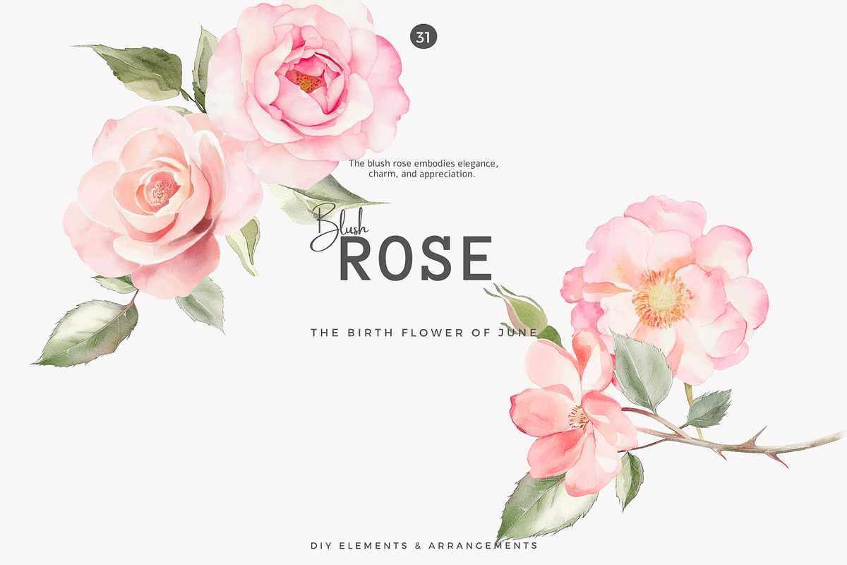 Watercolor June Flower Clipart Set, a Decorative Illustration by Patishop Art (Photo 2 of 10)