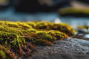 Moss on stones by the river edge, a Photo by Beautiful things