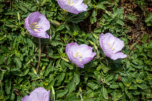 Oenothera speciosa, a Nature Photo by Imaginarium