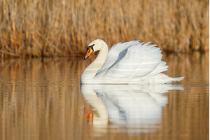 Swan Swimming on Calm Lake with, an Animal Photo by Pakosta