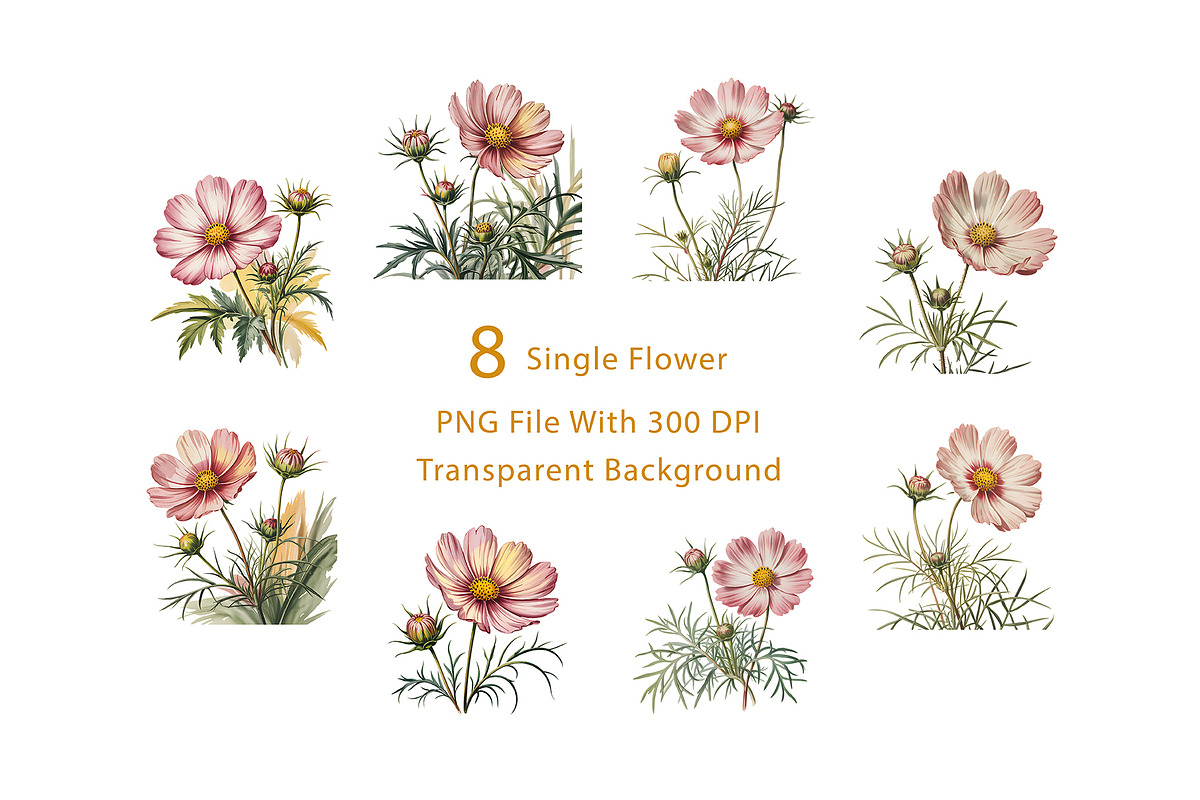 Cosmos Watercolor Floral Clipart, a Decorative Illustration by ForhadGFX (Photo 4 of 15)
