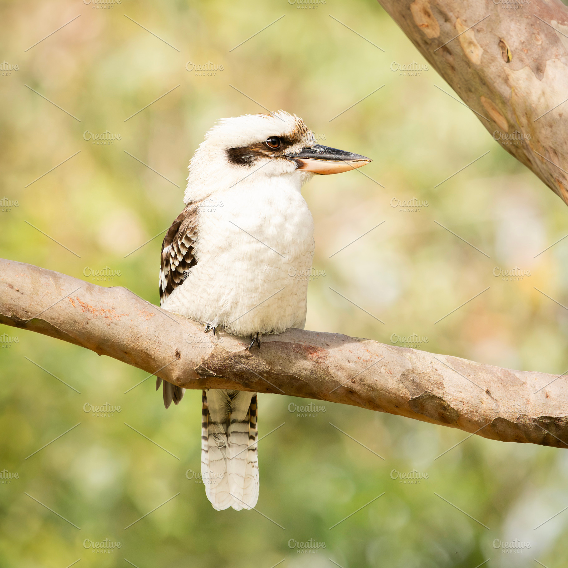 Laughing Kookaburra, an Animal Photo by Rob D Animal Photography
