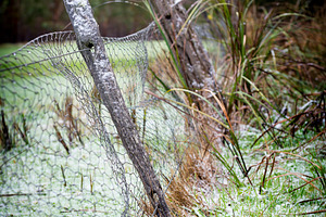 Winter Morning, a Nature Photo by THP Creative