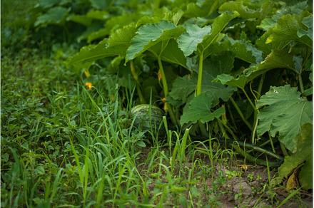 Green pumpkin growing among tall