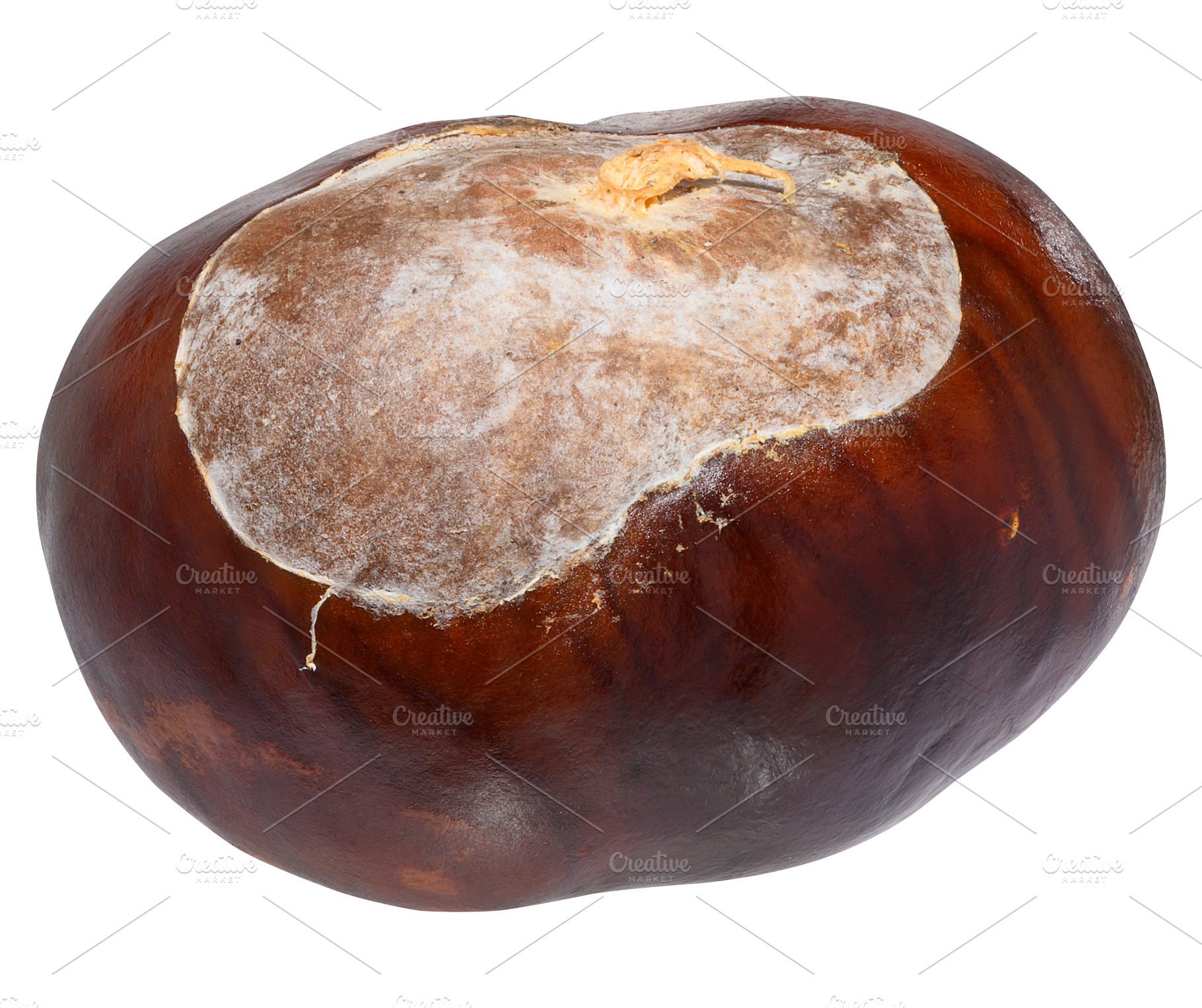 A horse chestnut with a smooth, shiny, brown surface., a Food & Drink Photo by ndanko