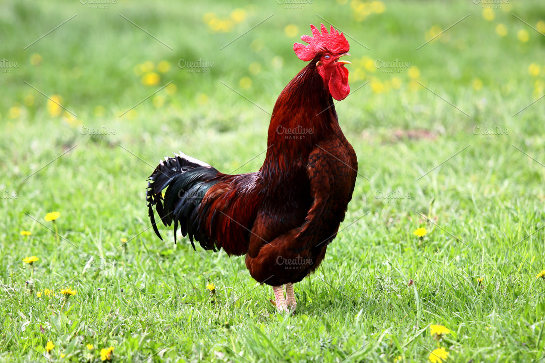 Crowing rooster, an Animal Photo by BOOCYS