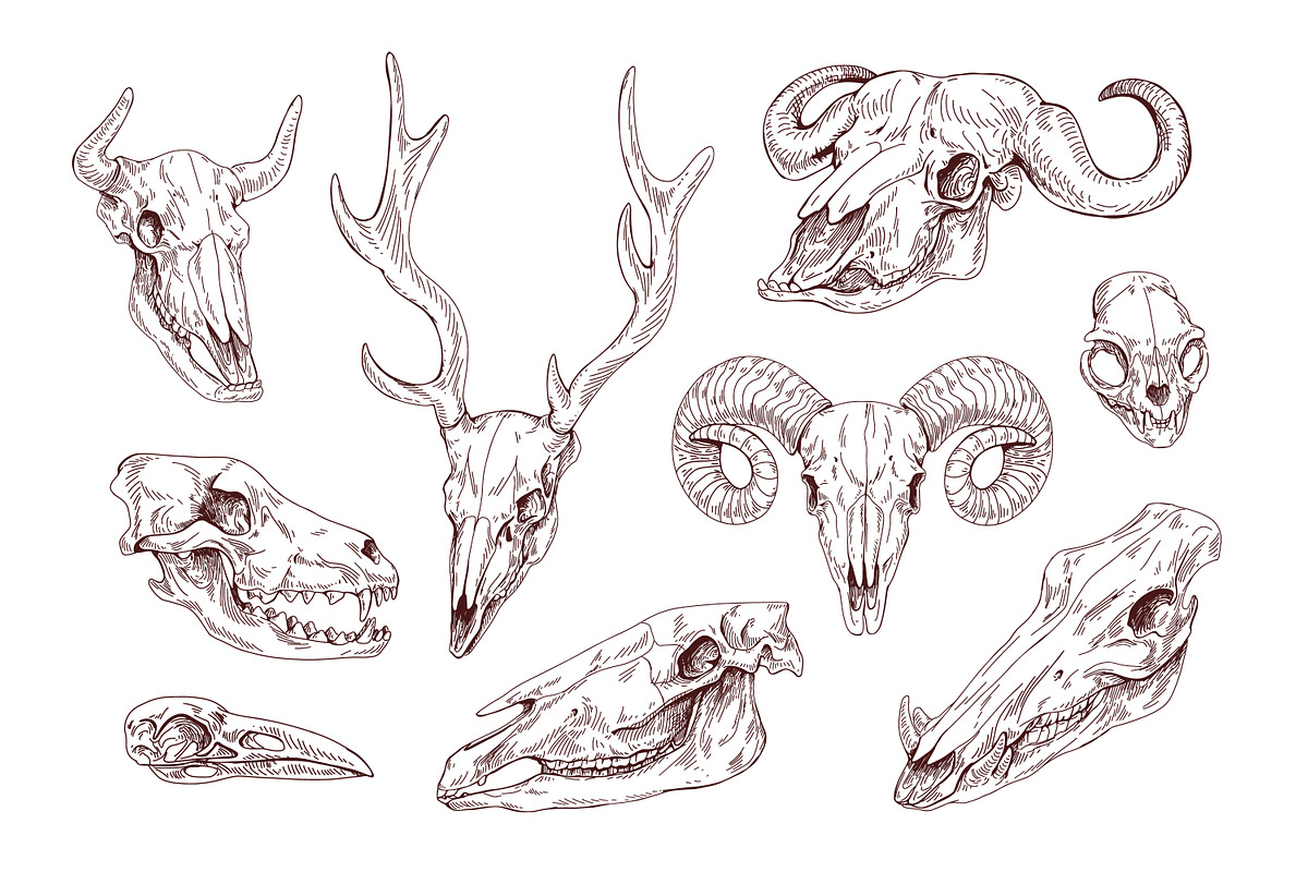 Hand drawn animal & bird skulls set, an Animal Illustration by Good Studio (Photo 2 of 2)