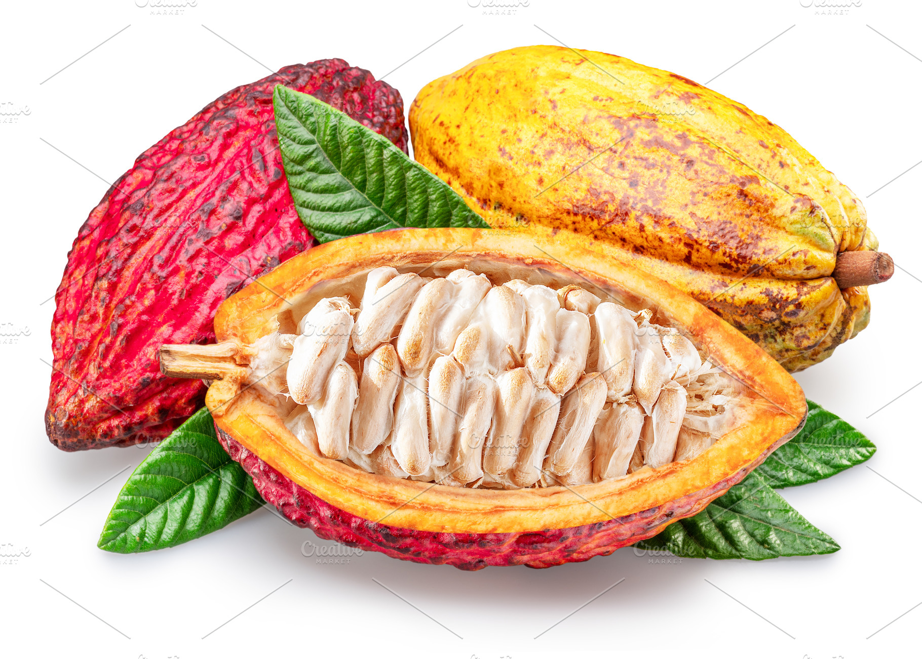 Cocoa fruits and opened pod, a Food & Drink Photo by Volff