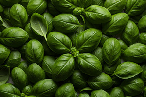 Close-up view of fresh basil leaves, a Food & Drink Photo by professorinc