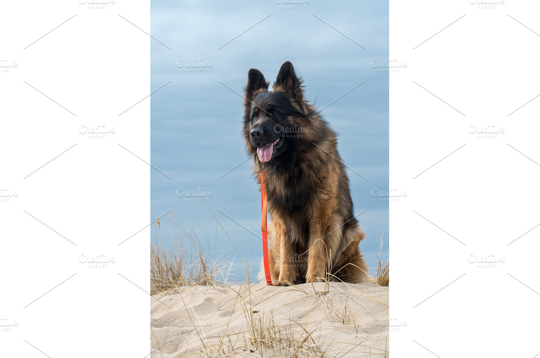 German Shepherd Dog on the beach at, an Animal Photo by COLORFUL