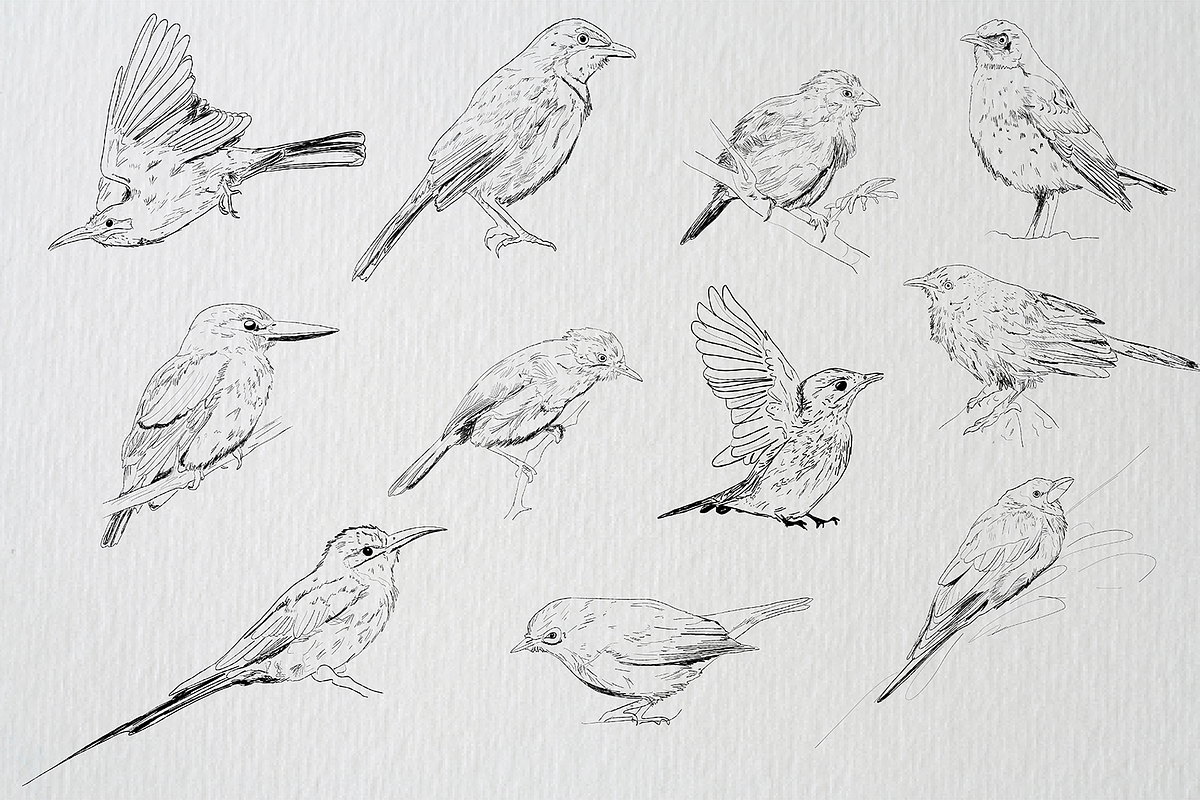 Birds of Africa Illustrations, a Decorative Illustration by CL Creative Studio (Photo 3 of 14)