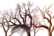 13 PNG images - Bare Trees, a Print Template by Kseniya-Omega (Thumbnail 3 of 3)