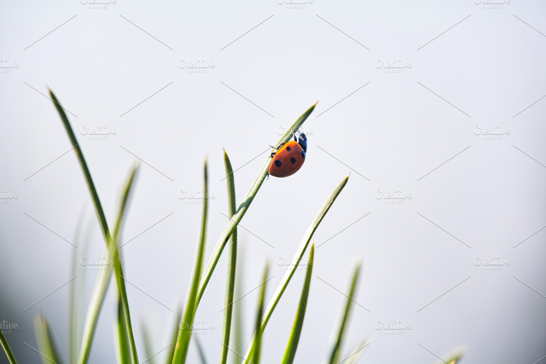 Ladybug on Green Blade: Nature's Small Wonder. Vibrant ladybug perches on a fre, a Nature Photo by Rohan Photography
