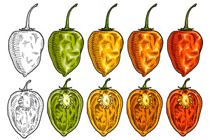 Whole and half pepper habanero, a Food Illustration by MoreVector
