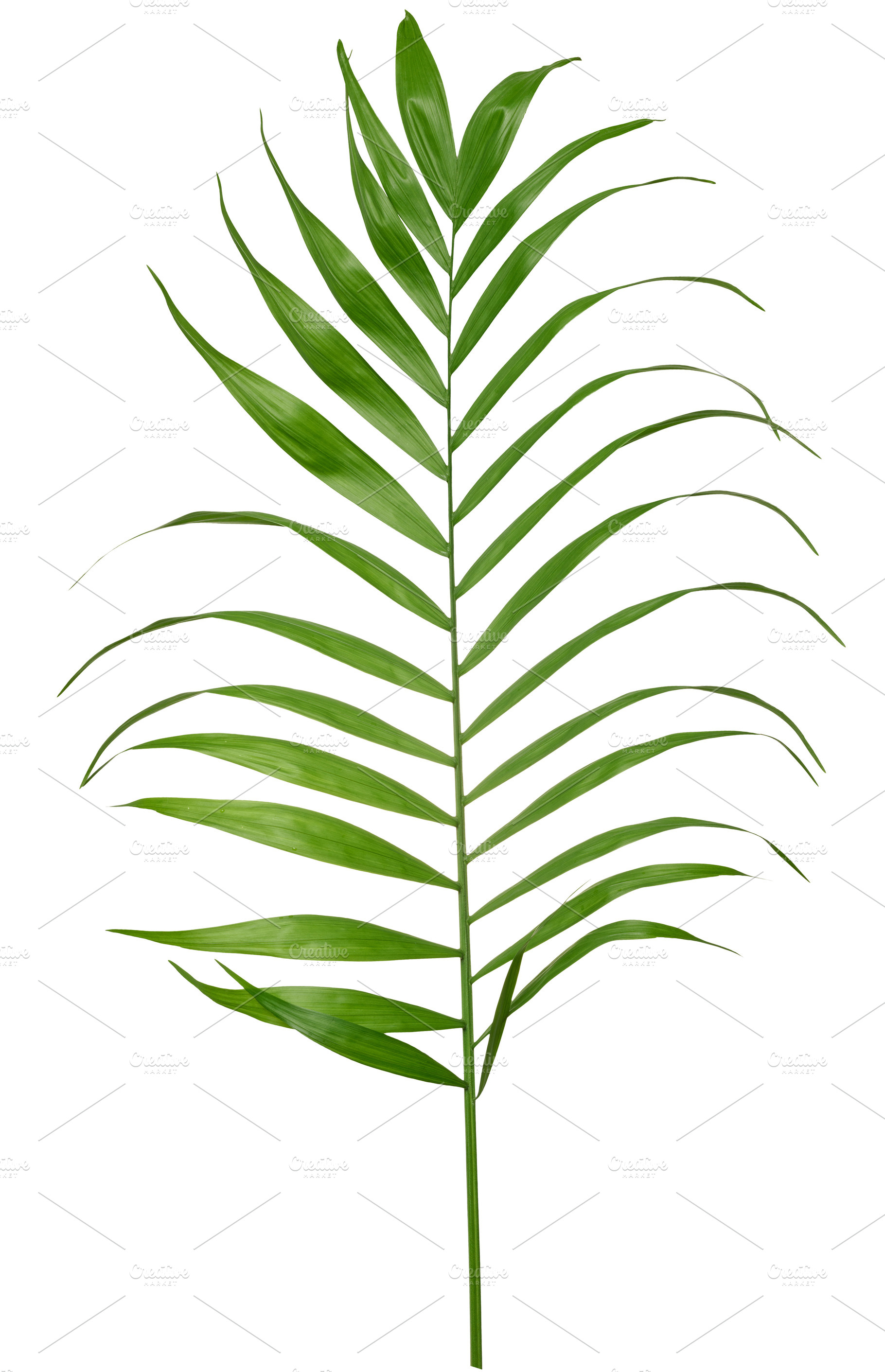 Long green palm leaf, pinnate narrow leaf blades, isolated backg, a Nature Photo by ndanko