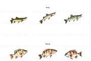 Freshwater Fishing Clipart, Bass PNG, an Animal Illustration by BrushstrokeArtGB (Thumbnail 5 of 9)