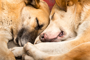 Dogs Best Friend, an Animal Photo by THP Creative