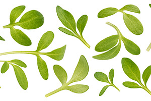 Microgreen leaves, cress sprouts