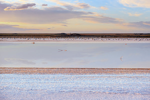Seagulls on sunset Genichesk pink salty lake, Ukraine, a Nature Photo by YuriyB