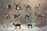 Reindeer PNG Overlays, an Object Graphic by Wild Honey Design Co. (Thumbnail 2 of 7)