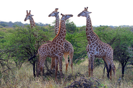 Giraffes africa stock photo containing portrait and safari, an Animal Photo by VIBE Collective