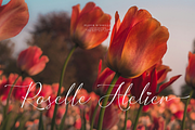 Mielssai | Beauty Chic Font, a Script Font by Denustudios (Thumbnail 2 of 12)
