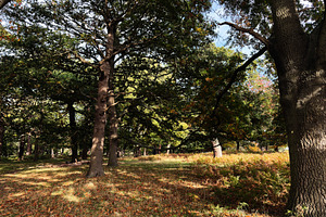 Autumn sunlight filters through the trees in a tranquil London park forest scen, a Nature Photo by AS photostudio