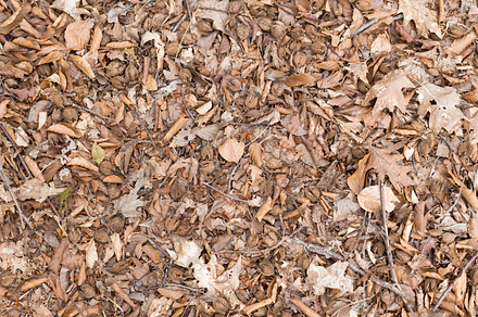 Birch Tree Bark Featuring Birch Bark And Tree preview 6
