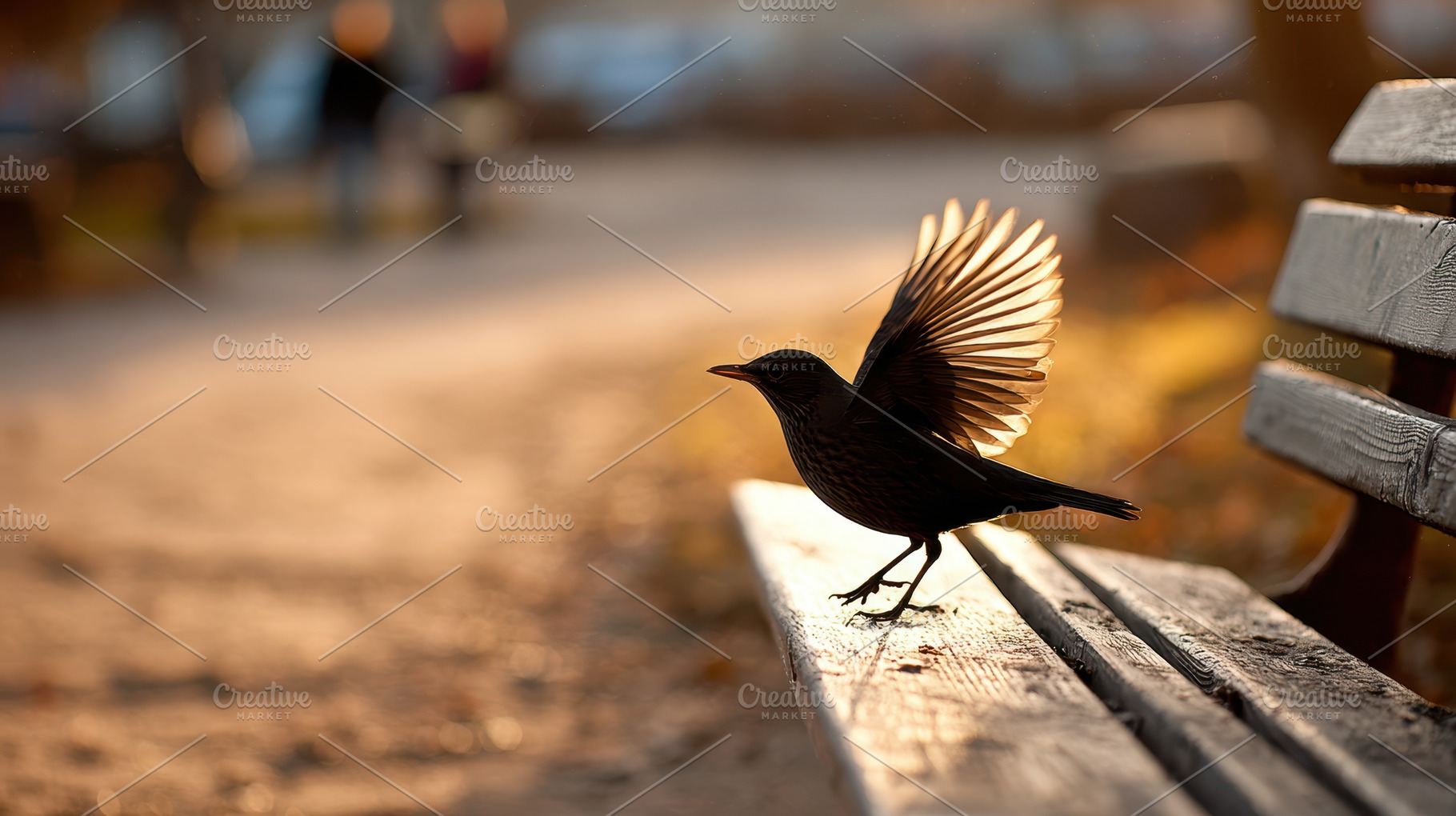 Bird spreading wings on a park bench, an Animal Photo by AlyaAnd