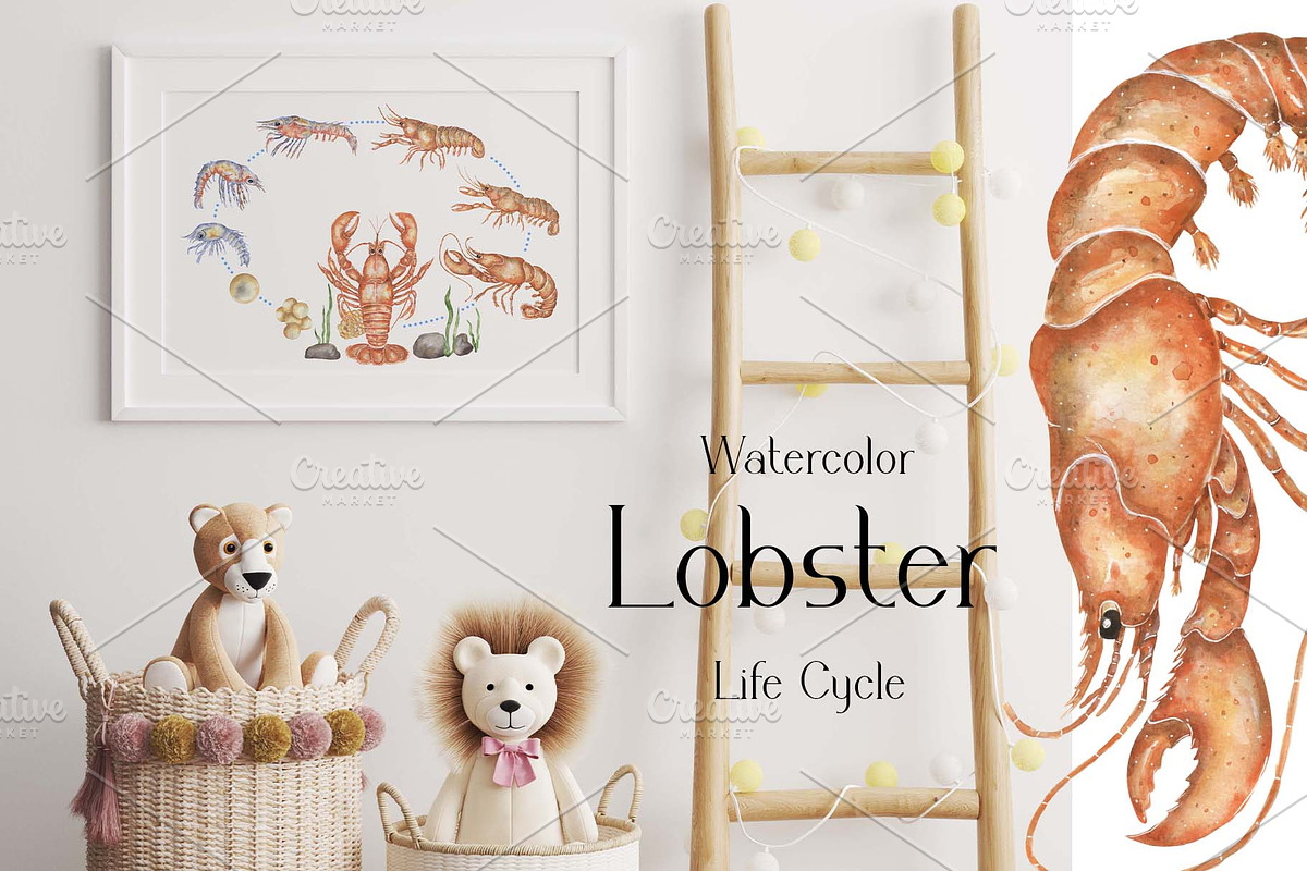 Watercolor Lobster Life Cycle, an Education Illustration by MayaNavits (Photo 4 of 7)