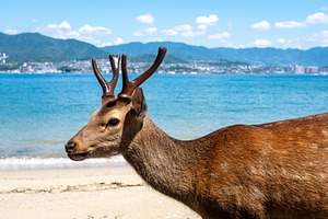 Wild deer by the bay of Miyajima Island, Japan, an Animal Photo by GoodGoods