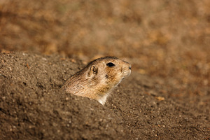 Prairie dog peeking out of its burro, an Animal Photo by Perpis