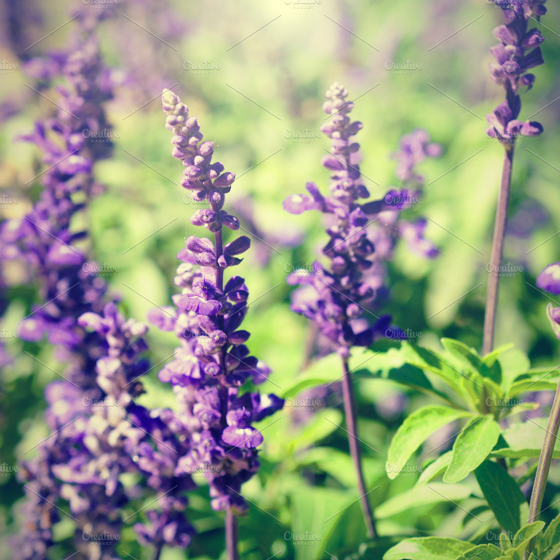 Retro Photo Of Lavender Flowers