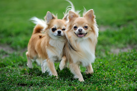 Dog stock photo containing chihuahua and dog, an Animal Photo by Byrdyak