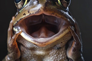 236 surprised animals, an Animal Photo by Handmadefont (Thumbnail 209 of 241)