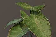 The BroadLeaf Taro Bush, a Plants & Tree 3D Model by FuturePastCreatives (Thumbnail 9 of 19)