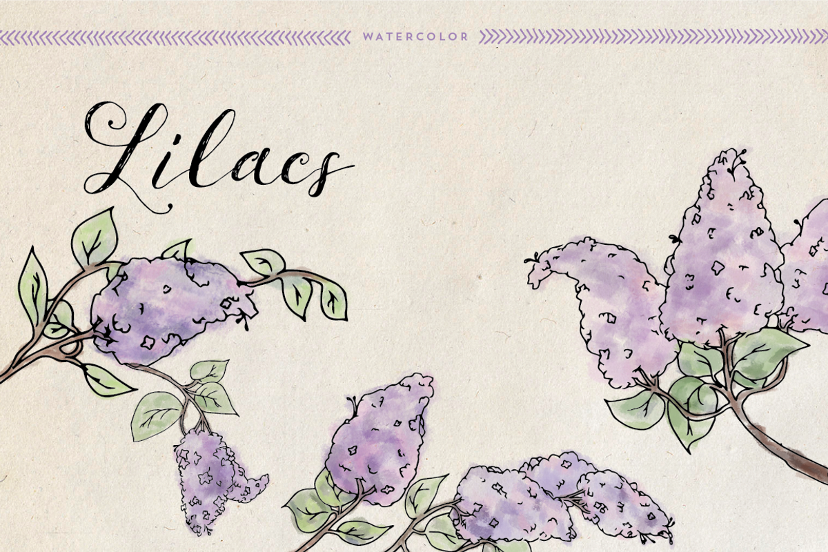 Watercolor Lilacs, an Illustration by DesignsByMissM