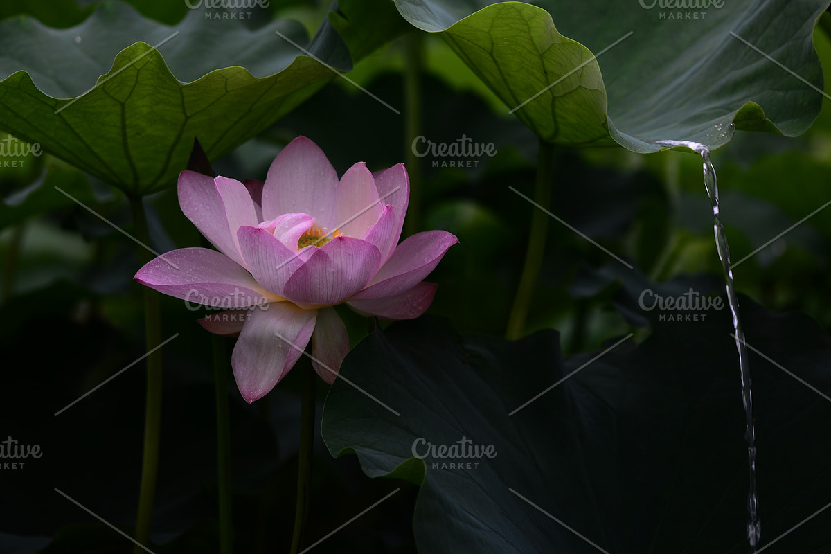 Pink Lotus Flowers Bundle, a Nature Photo by Corner Croft Mockups (Photo 3 of 5)