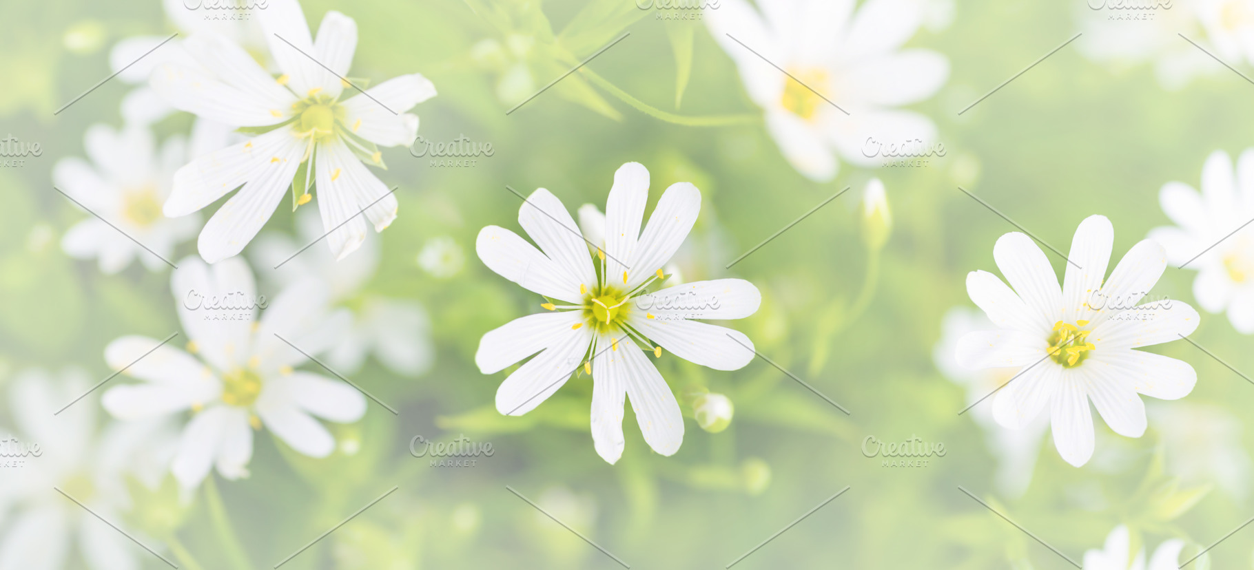 Wild white flowers panorama, a Nature Photo by Vapi
