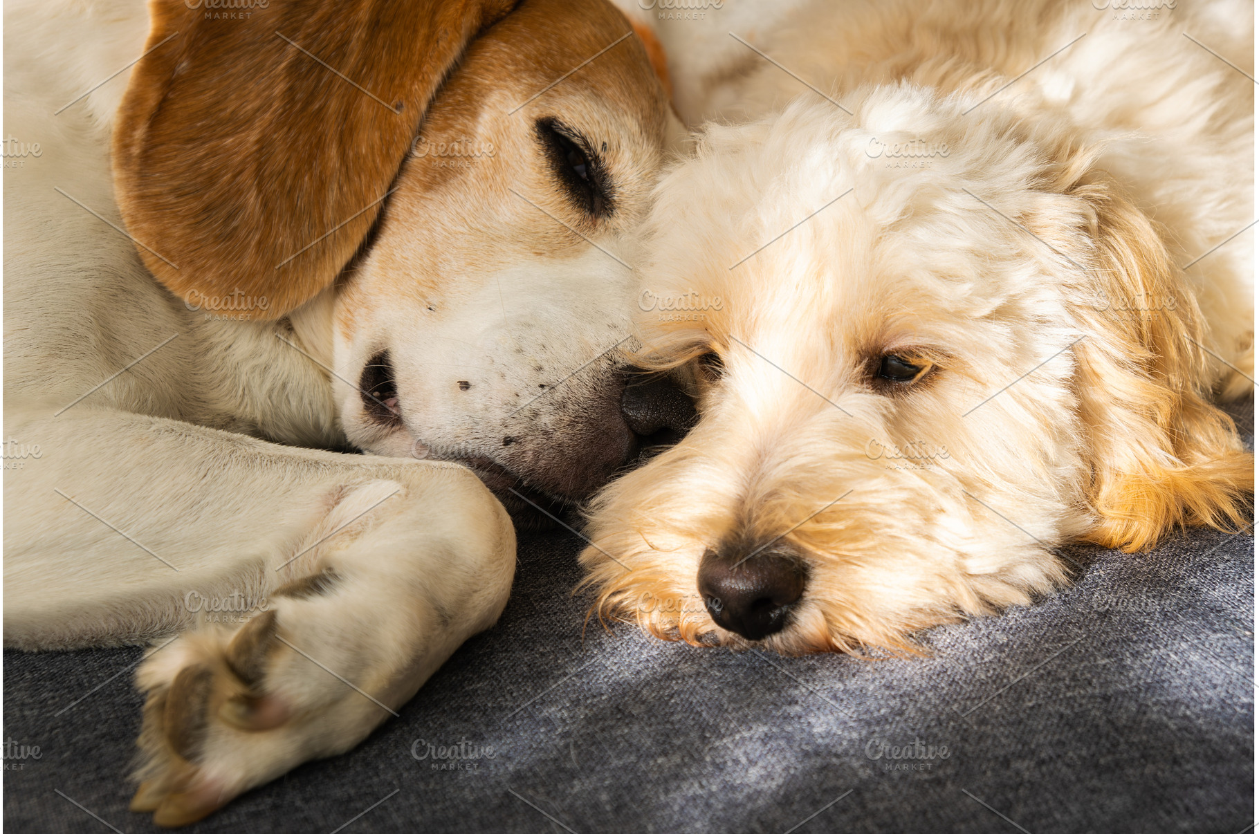 Maltipoo and Beagle Dogs Cuddling, an Animal Photo by MadPhotos